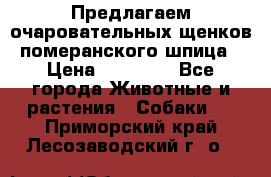 Предлагаем очаровательных щенков померанского шпица › Цена ­ 15 000 - Все города Животные и растения » Собаки   . Приморский край,Лесозаводский г. о. 